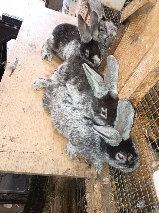 Wjs Wielki jasnosrebrzysty rodowód