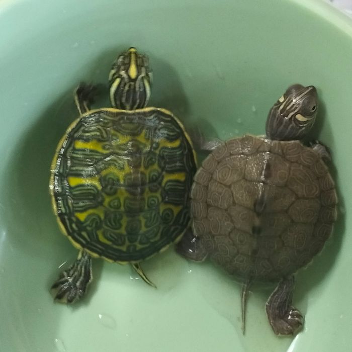 Żółw wodno lądowy zapraszam i wiele więcej