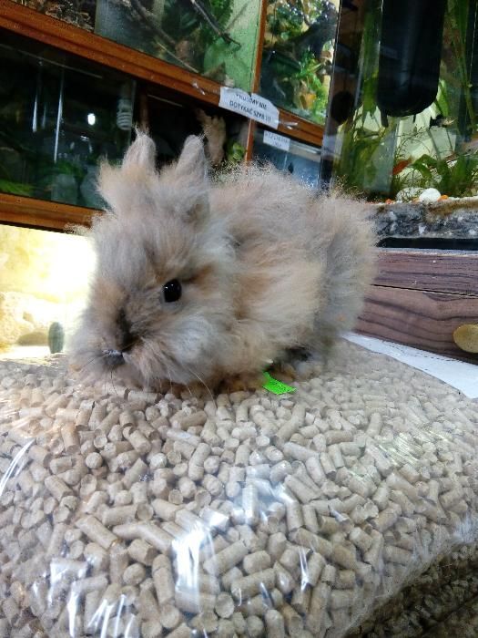 Królik króliki miniaturki barany angor karzełek teddy hermelin