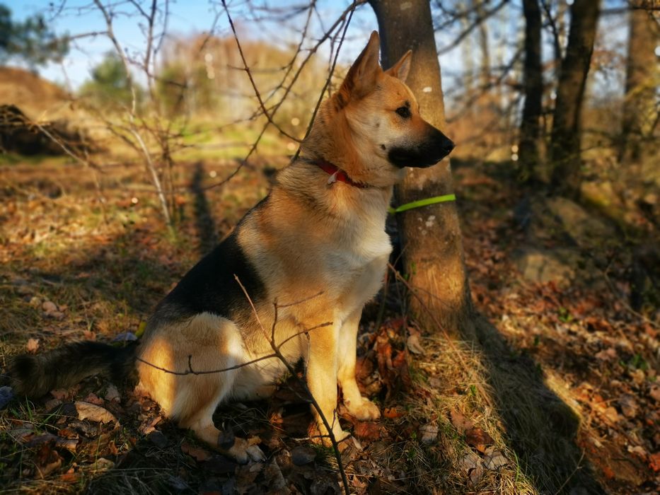 Róża - młoda suczka w typie owczarka niemieckiego szuka domu
