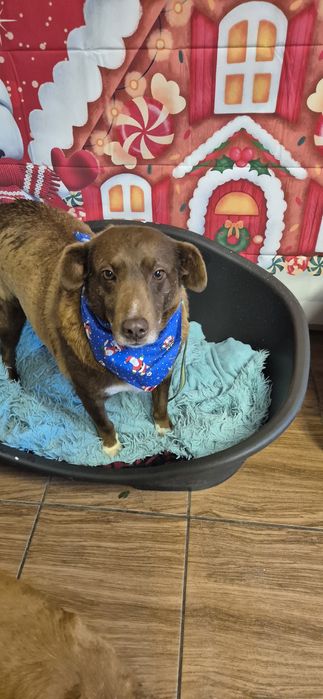 Piasek około siedem lat