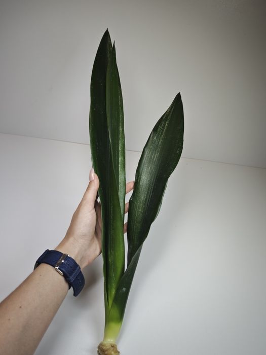 Sansevieria Dark shadow