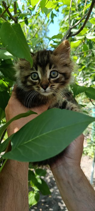 Котик безкоштовно