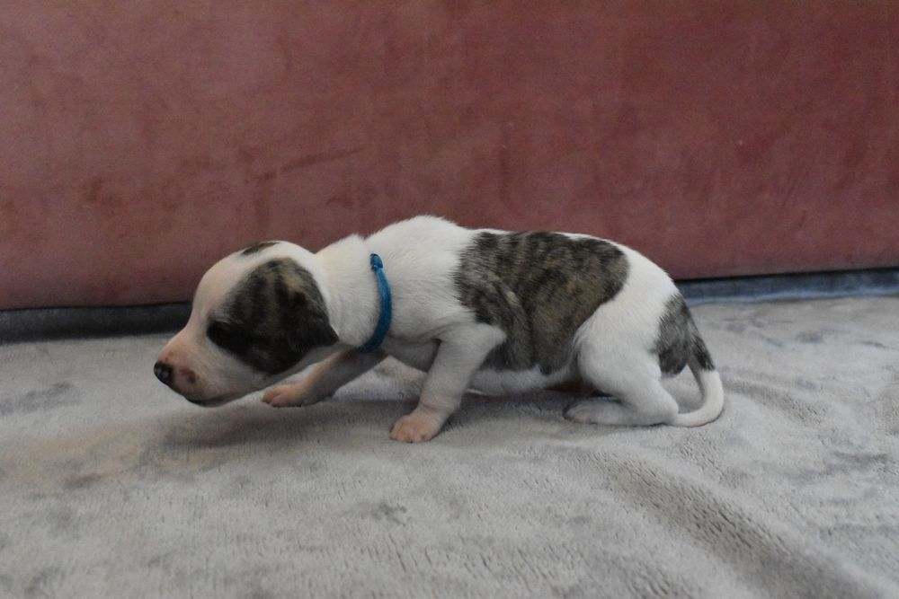 Chart angielski whippet samiec ZKwP FCI