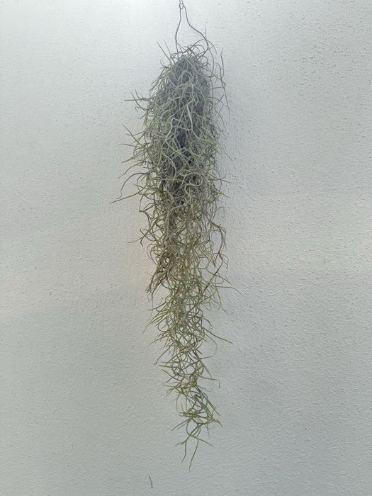 Planta sem terra - suculenta
