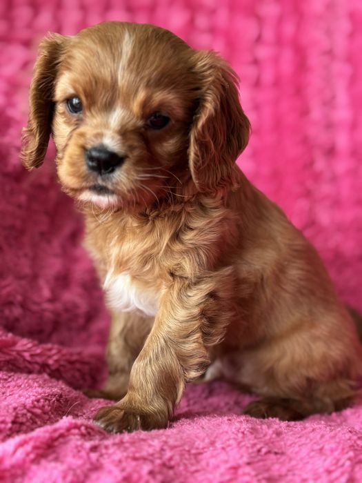 Piesek ruby- Cavalier King Charles Spaniel