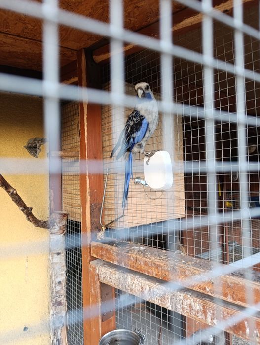 Sprzedam ptaki ozdobne