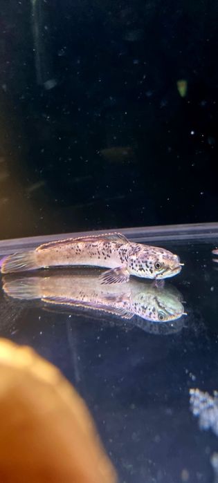 Channa stewartii (Wężogłów)