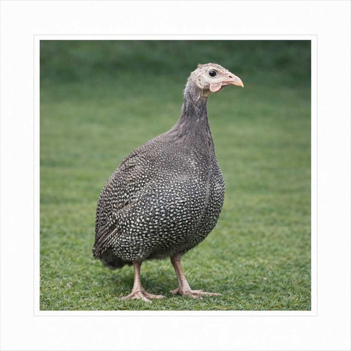 Perliczki Perliczka brojlery 5tyg