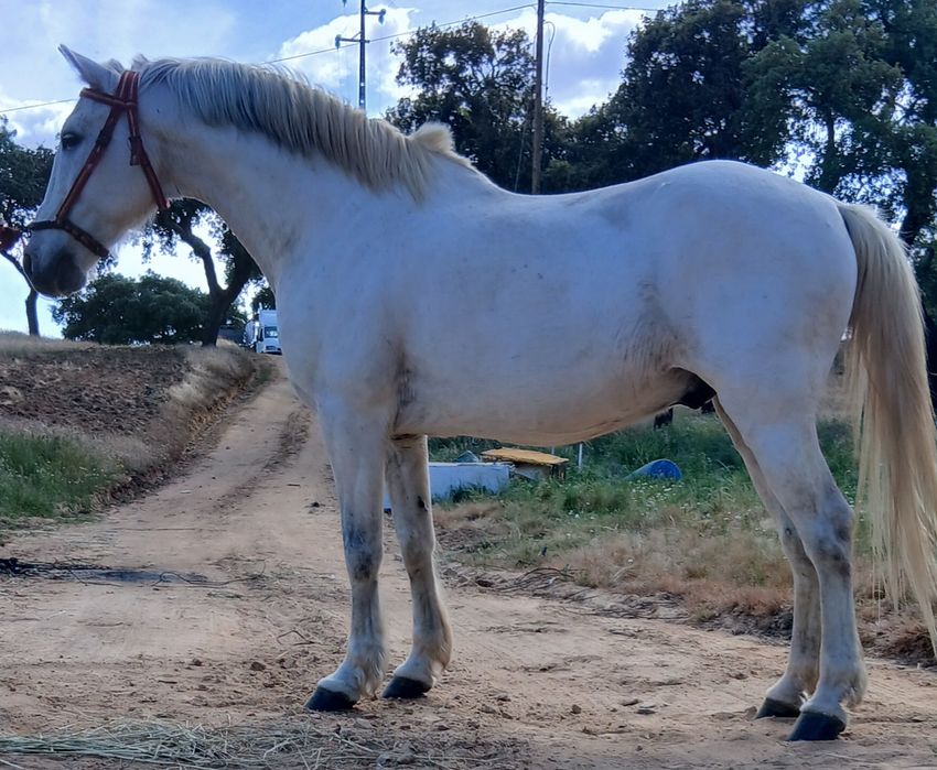 Cavalo luso arbe