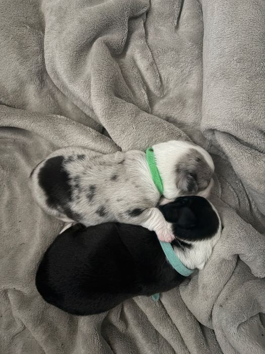 Welsh corgi cardigan - piesek Arbuz