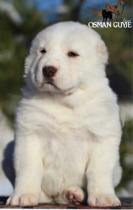 Крута дівчинка САВ Середньоазіатської вівчарки алабай