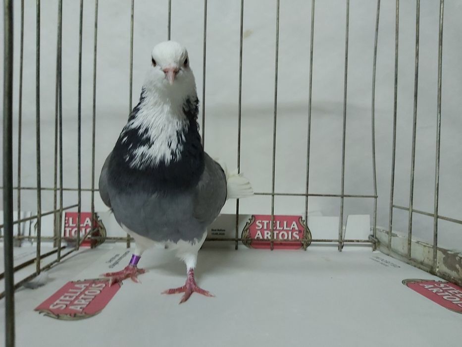 Gołębie Permskie Białogłowe