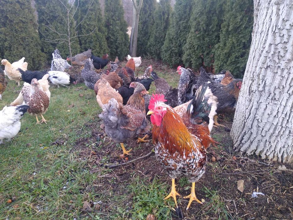 Jaja lęgowe, Kwiaty szwedzkie z miksami, wysyłam