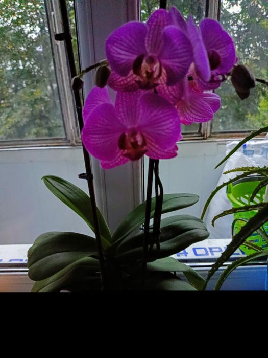 Продам квіток орхідея