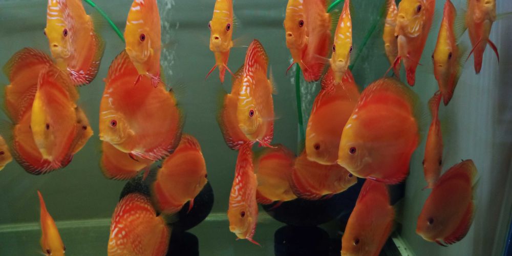 GB DYSKOWCE - PALETKI solid i pigeon red 10-12cm