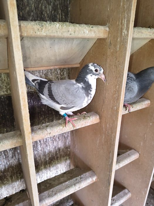 Piękne młode 2026 do lotów! Dobry materiał