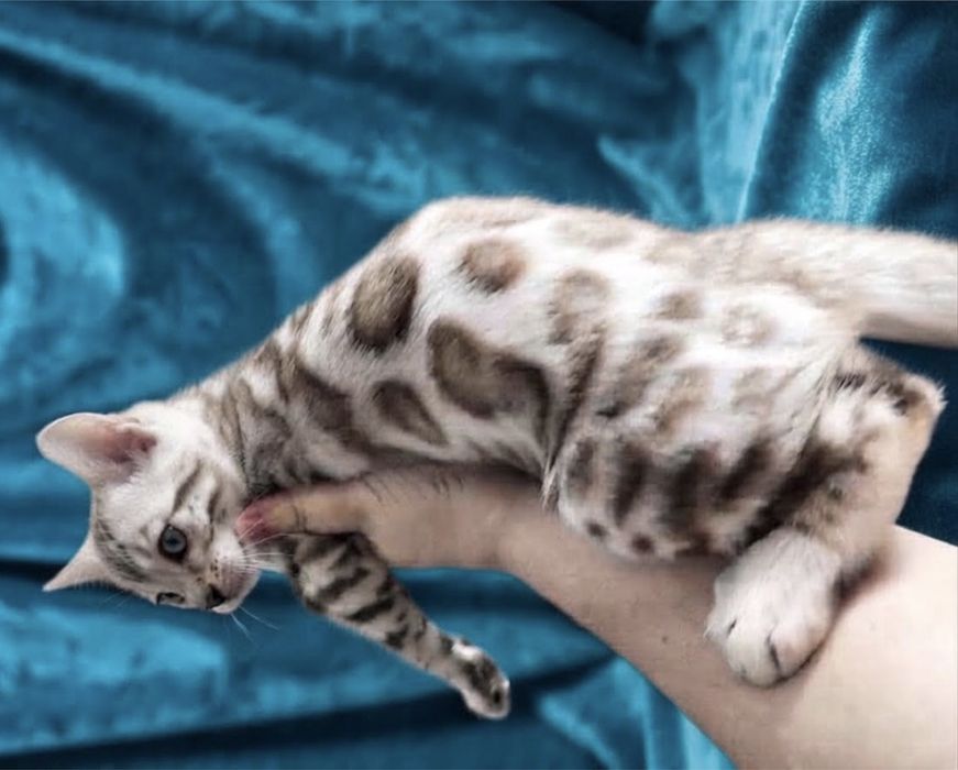 Яскравий бенгальський котик,Mink