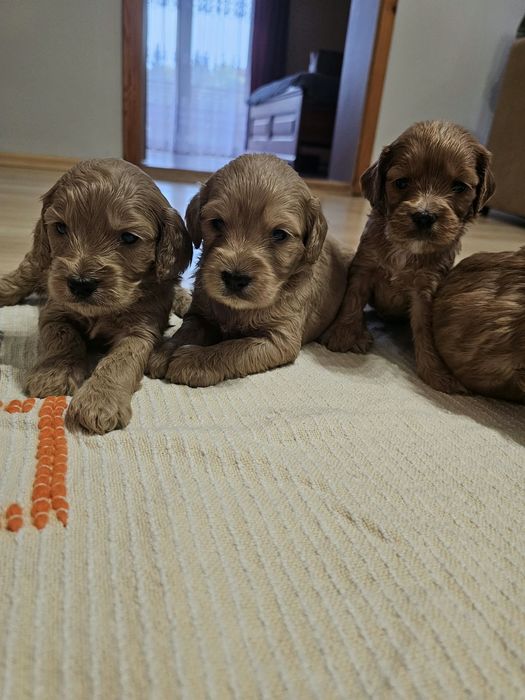 Cockapoo pieski szczeniaczki