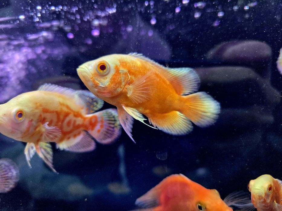 Pielęgnica pawiooka RED albino (RED Chili)