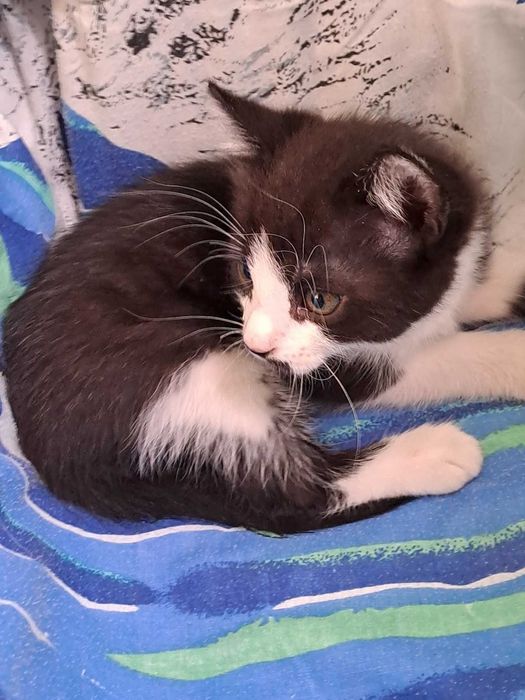 Котенок в добрые руки