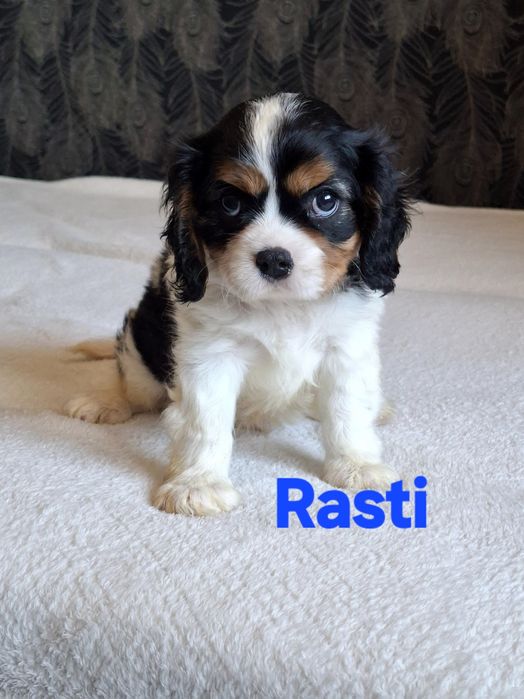 Cavalier King Charles Spaniel piesek
