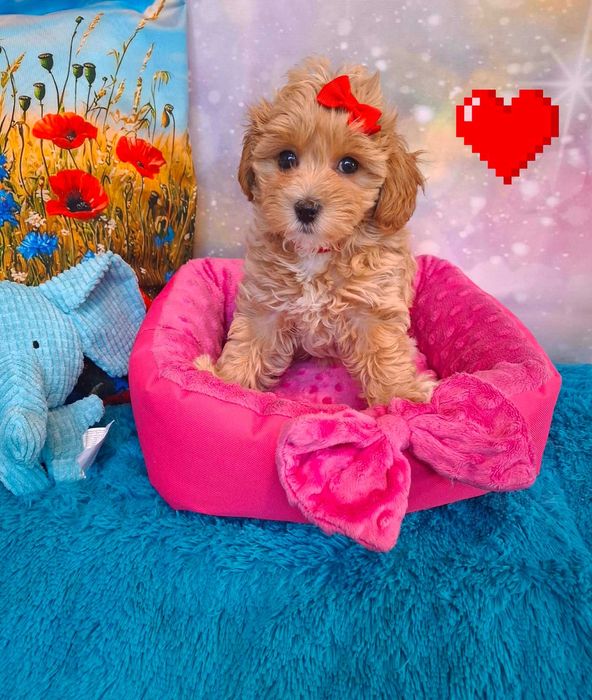 pudel toy maltańczyk maltipoo f1 suczka do odbioru od 10 czerwca