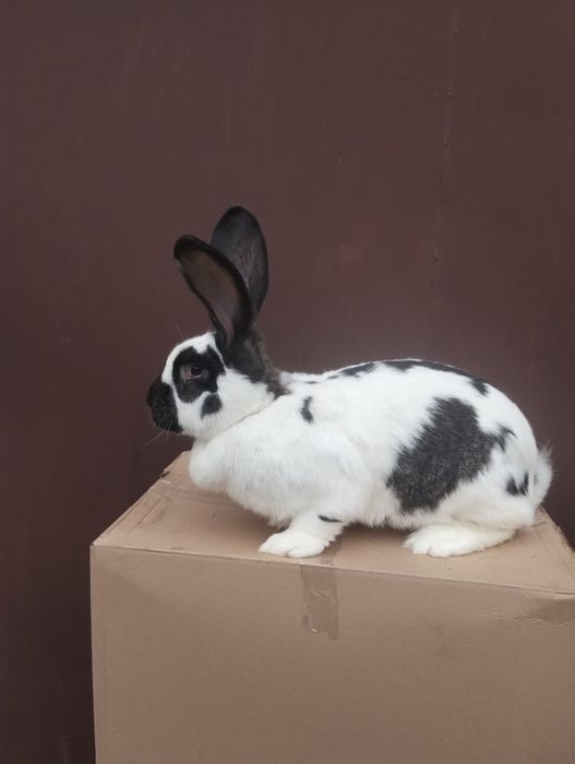 Królik Olbrzym Belgijski