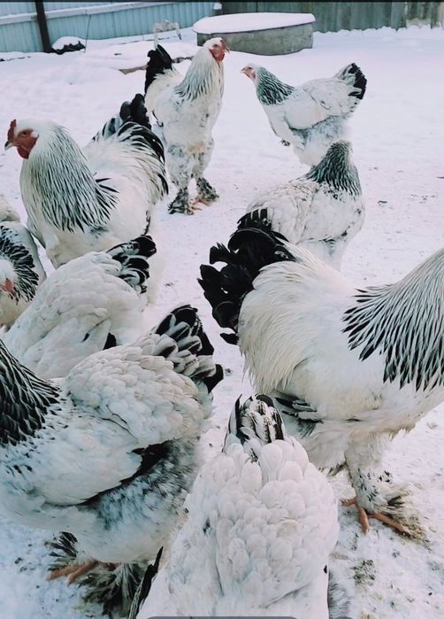 Продам инкубационное яйцо курей породы Брама светлая (Колумбия)