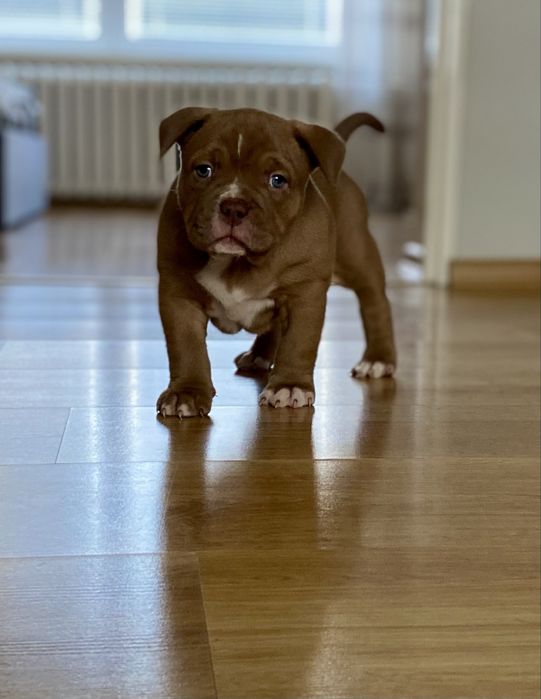 American Bully Pocket