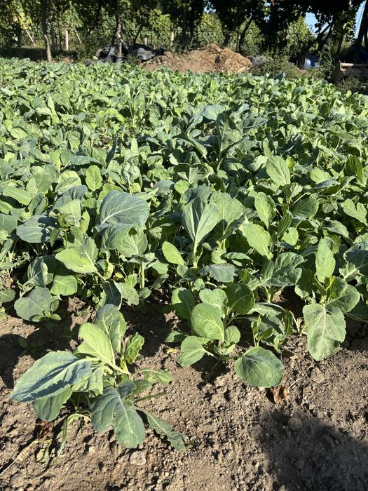Vende-se tronchuda de planta