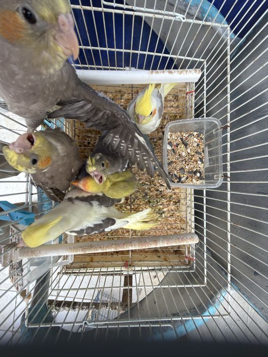 Caturras e roseicollis - Criados à mão