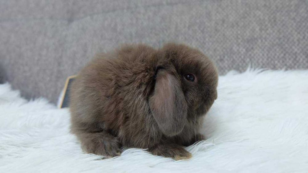 Coelhos anões mini (Bebés)+Gaiola Nova +alimentação adequada