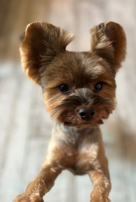 Хлопець шукає дівчинну