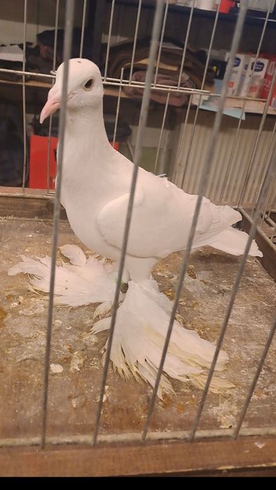 Bocian dolnośląski