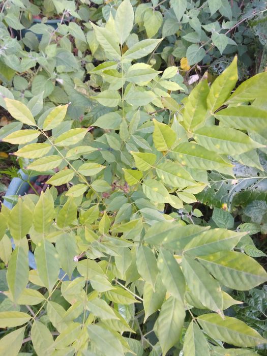 Plantas de alecrim, sobreiros, carvalhos e glicínias