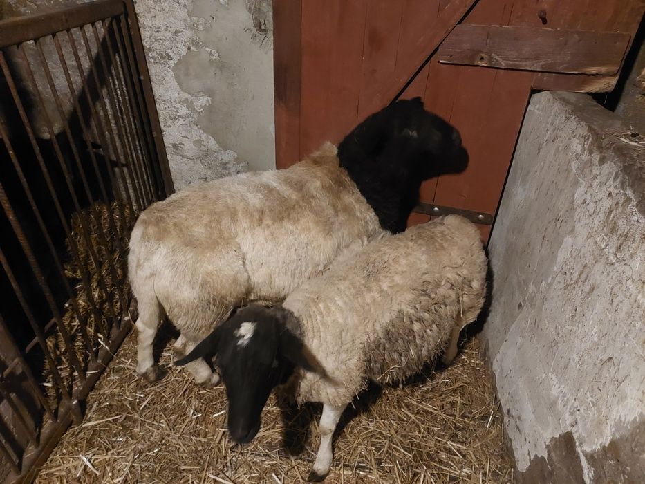 Sprzedam owce Dorper