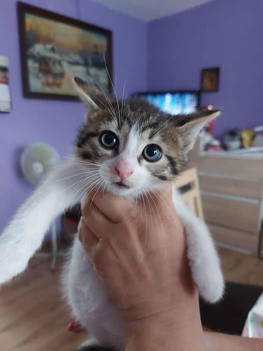 Malutki kotek do zabrania