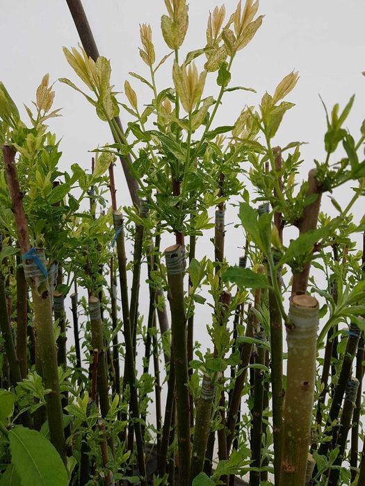 Wierzba Mount Aso, hakuro Nishiki Helvetica Iona