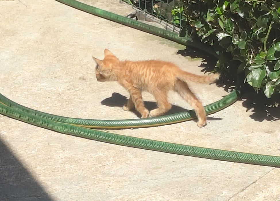 Gatinha para adoção