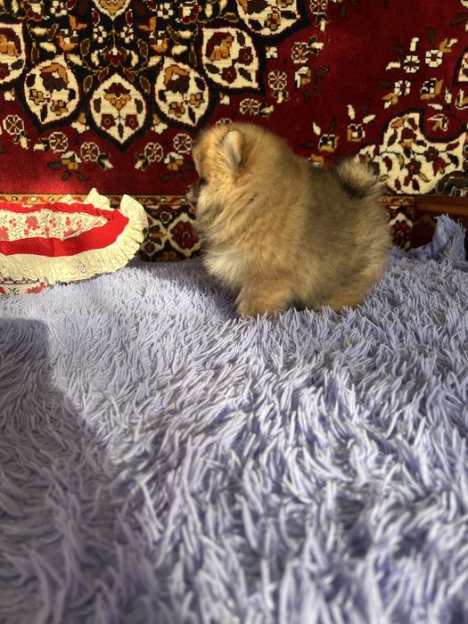 Дуже гарний хлопчик шпіц