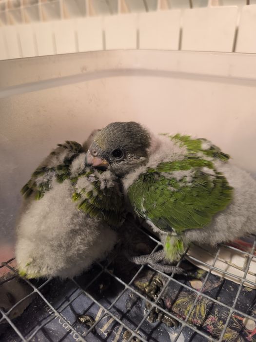 Papagaios senegais bebes