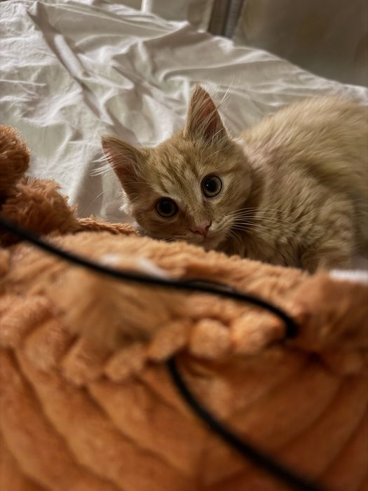 Кошеня котик кіт