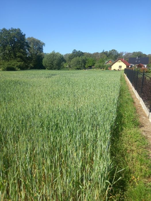 Sprzedam działkę budowlaną w Pyszącej