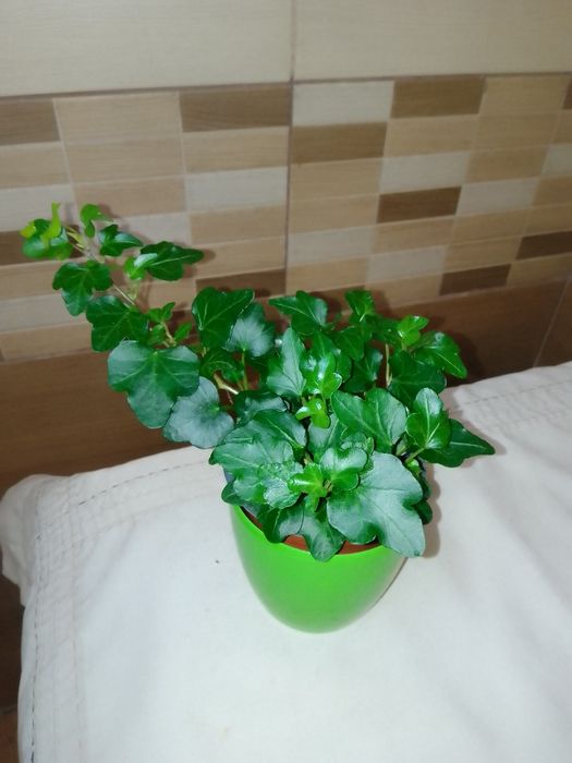 Спатифіліум Жіноче щастя, Хамедорея, Плющ