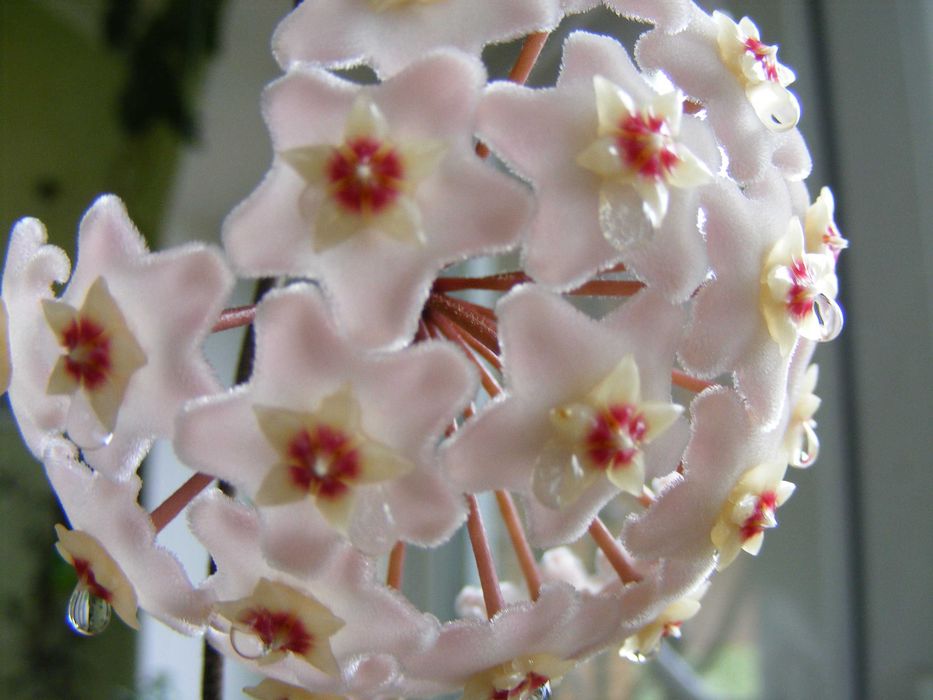 Хойа воскова, саджанець в горщику