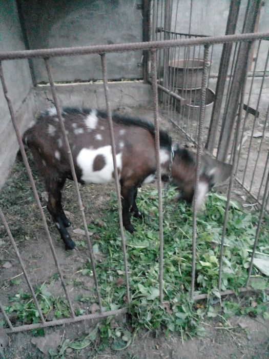 Продам кози Англо-Н