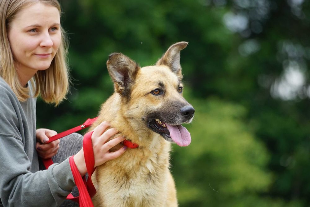 Trycek - pies w typie owczarek niemiecki