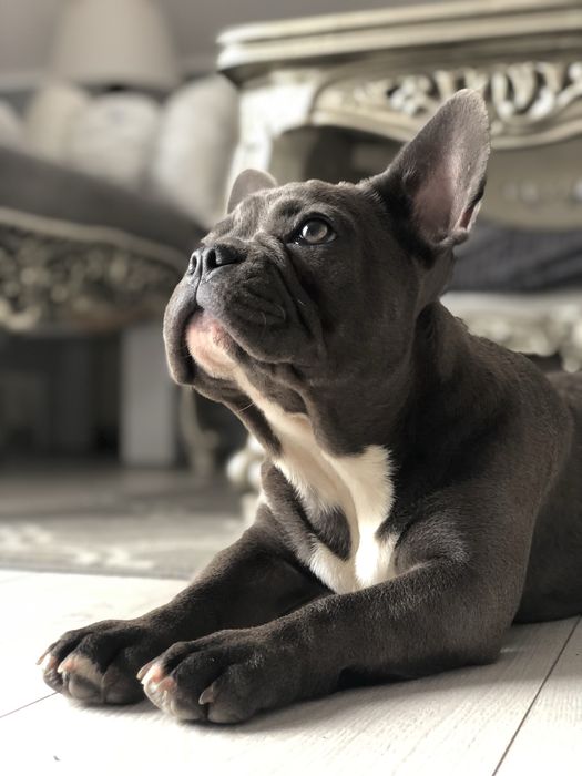 Suczka Buldog Francuski