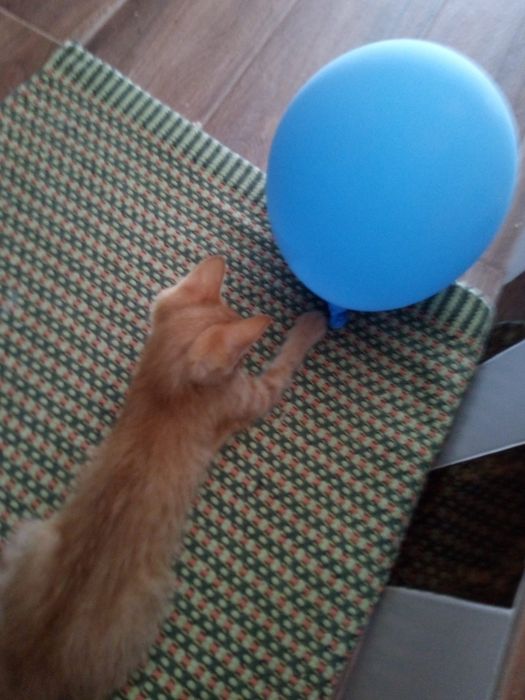 Gatinhas para adopção